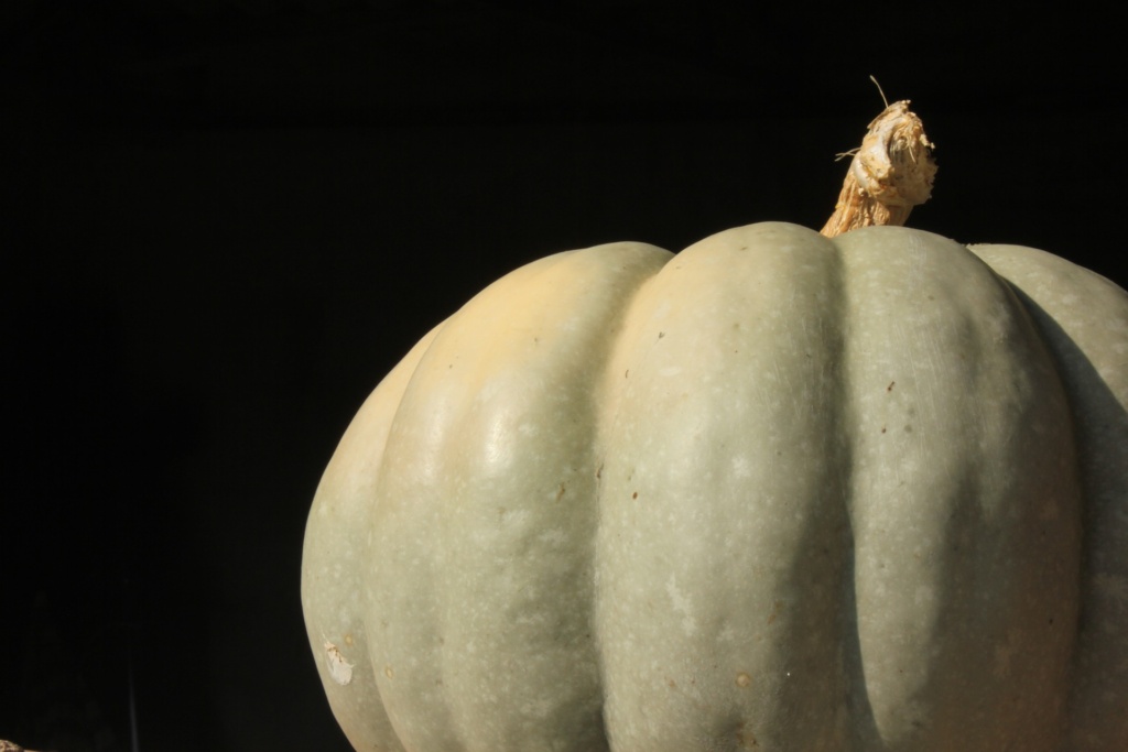 pumpkin-g5594634c2_1920